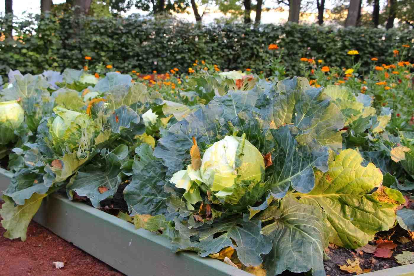2. Raised Beds vs. In-Ground Gardening