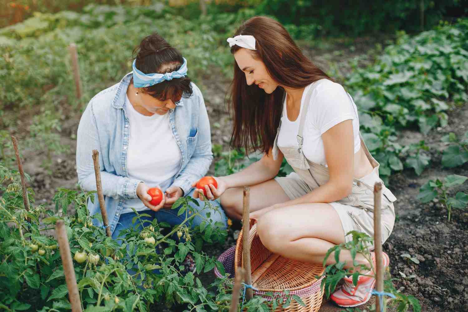 How to Start a Vegetable Garden A Beginner’s Guide