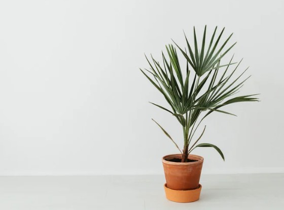 Introduce Air-Purifying Plants