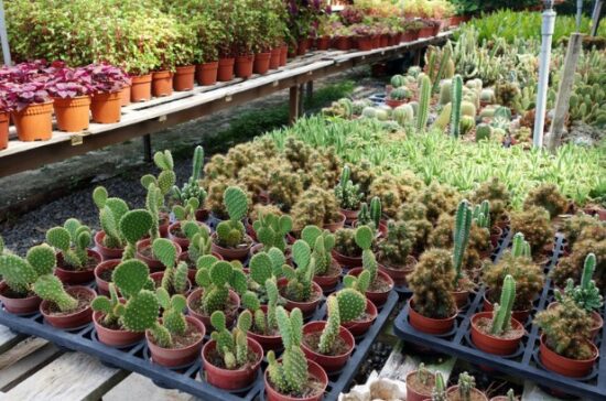 Plant Selection: Native and Drought-Resistant Options