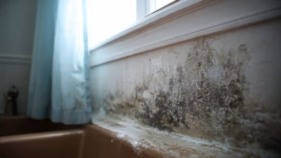 How to Get Rid of Mold Mildew Step by Step