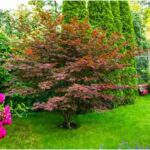 Cultivating a Serene, Low-Maintenance Outdoor Sanctuary
