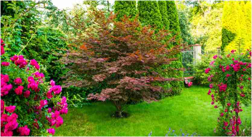 Cultivating a Serene, Low-Maintenance Outdoor Sanctuary
